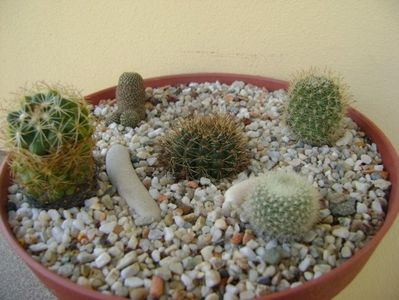 Grup de 5 cactusi; Lobivia arachnacantha v. densiseta 
Brasilicactus haselbergii = Parodia haselbergii  
Aylostera heliosa
Aylostera fiebrigii 
Coryphantha delaetiana
