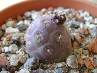 Tephrocactus geometricus