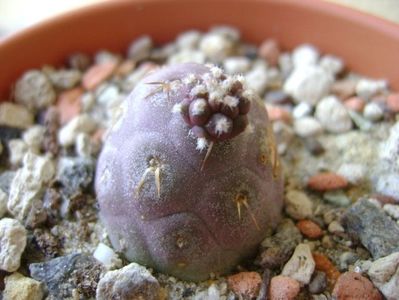 Tephrocactus geometricus