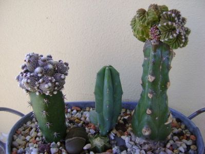 Grup de 3 cactusi; Aztekium valdezii Linares, Nuevo León, Mx. (altoit)
Blossfeldia liliputana (altoita)
Myrtillocactus geometrizans (lastar al unui portaltoi)
