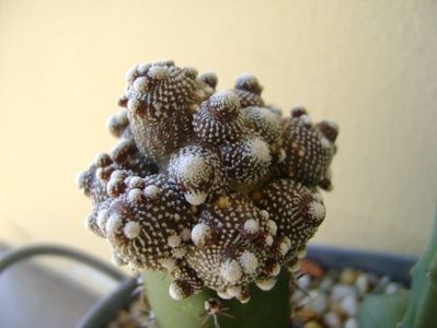 Blossfeldia liliputana (altoita)