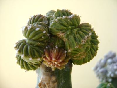 Aztekium valdezii Linares, Nuevo León, Mx. (altoit)