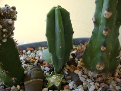 Myrtillocactus geometrizans (lastar al unui portaltoi)