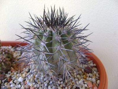 Copiapoa calderana