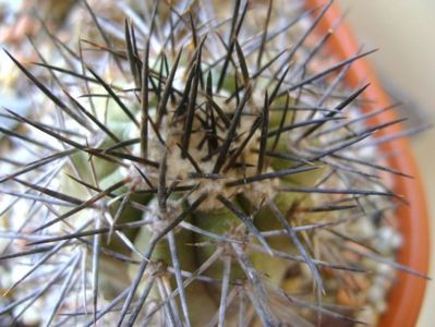 Copiapoa calderana