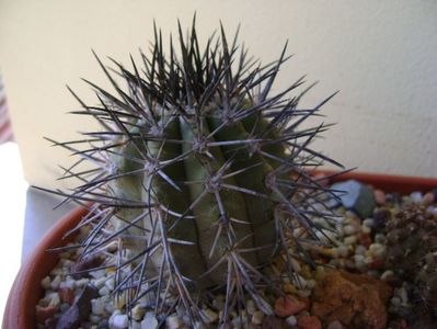 Copiapoa calderana