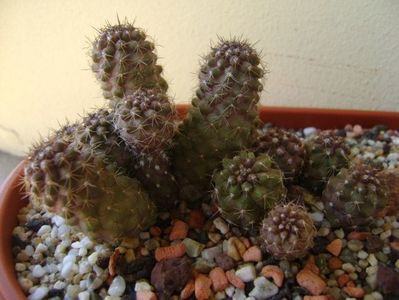 Copiapoa humilis