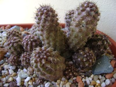 Copiapoa humilis