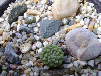 Grup de 3 cactusi; Blossfeldia lilliputana v. minima
Blossfeldia lilliputana v. atro
Strombocactus disciformis ssp. jarmilae, Vizarron, Mx.
