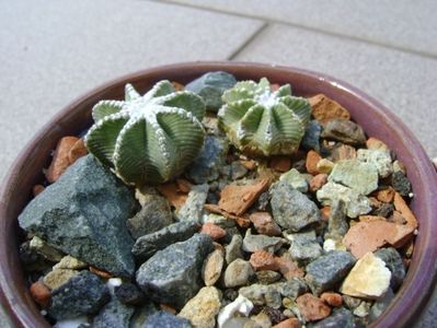 Aztekium hintonii, San Jose del Rio Galeana, Mx (2 ex.)