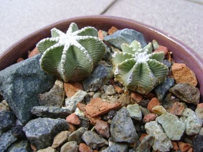 Aztekium hintonii, San Jose del Rio Galeana, Mx (2 ex.)