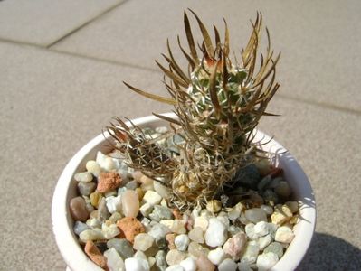 Toumeya papyracantha (Sclerocactus papyracanthus)