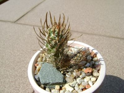 Toumeya papyracantha (Sclerocactus papyracanthus)