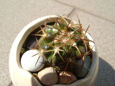 Discocactus pugionacanthus