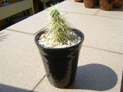 Cylindropuntia bigelovii (Teddybear Cholla)