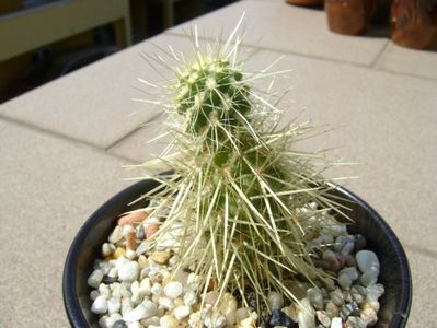 Cylindropuntia bigelovii (Teddybear Cholla)