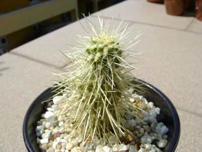 Cylindropuntia bigelovii (Teddybear Cholla)