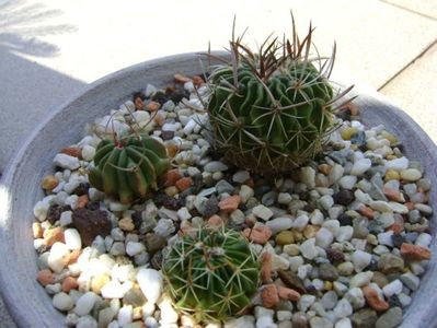 Grup de 3 Echinofossulocactus (Stenocactus); Echinofossulocactus lexarzai
Echinofossulocactus phyllacanthus v. violaciflorus
Echinofossulocactus coptonogonus
