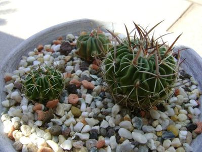 Grup de 3 Echinofossulocactus (Stenocactus); Echinofossulocactus lexarzai
Echinofossulocactus phyllacanthus v. violaciflorus
Echinofossulocactus coptonogonus
