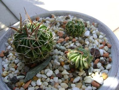 Grup de 3 Echinofossulocactus (Stenocactus); Echinofossulocactus lexarzai
Echinofossulocactus phyllacanthus v. violaciflorus
Echinofossulocactus coptonogonus
