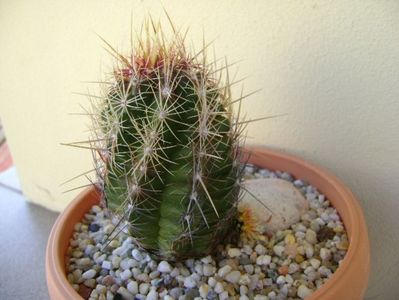 Thelocactus bicolor ssp. pottsii, lastar