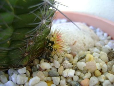 Thelocactus bicolor ssp. pottsii