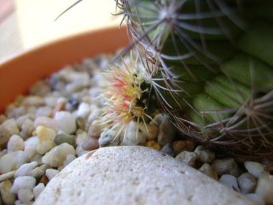 Thelocactus bicolor ssp. pottsii