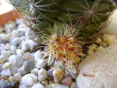 Thelocactus bicolor ssp. pottsii