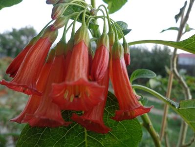 iochroma fuchsioides inflorita