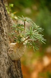 Dorstenia gigas, Socotra, Yemen