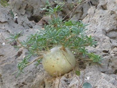 Dorstenia gigas, Socotra, Yemen