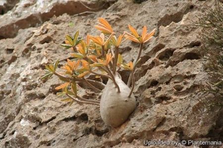 Dorstenia gigas, Socotra, Yemen