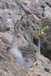 Dorstenia gigas, Socotra, Yemen