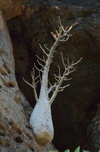 Dorstenia gigas, Socotra, Yemen