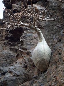 Dorstenia gigas, Socotra, Yemen