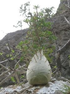 Dorstenia gigas, Socotra, Yemen