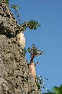 Dorstenia gigas, Socotra, Yemen