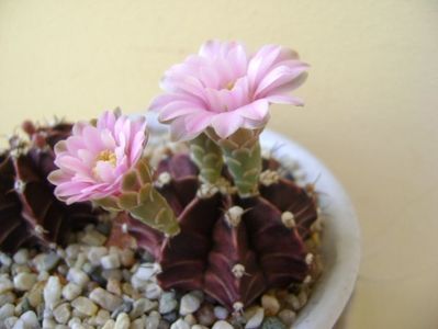 Gymnocalycium friedrichii