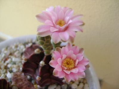 Gymnocalycium friedrichii