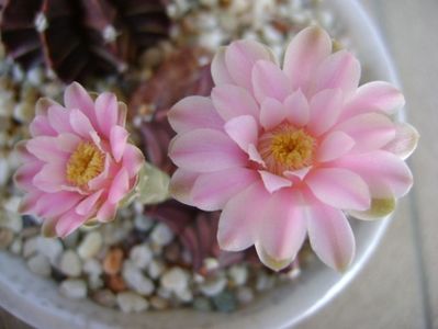 Gymnocalycium friedrichii