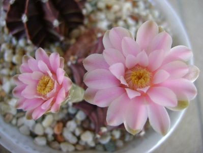 Gymnocalycium friedrichii