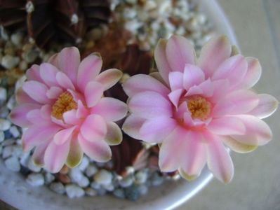 Gymnocalycium friedrichii