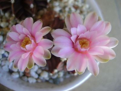 Gymnocalycium friedrichii