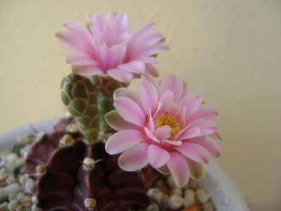 Gymnocalycium friedrichii