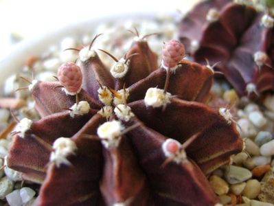 Gymnocalycium friedrichii, 2 ex.