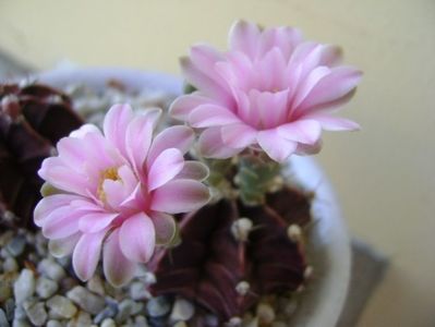 Gymnocalycium friedrichii