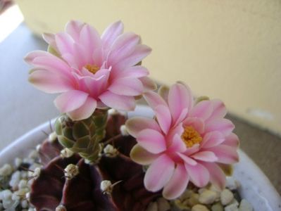 Gymnocalycium friedrichii