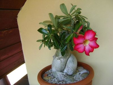 Adenium obesum