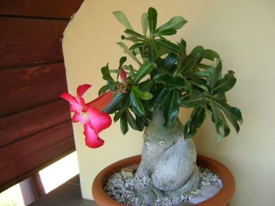 Adenium obesum