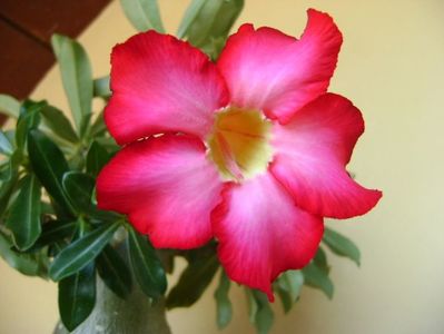 Adenium obesum